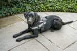 The Therapy Dog